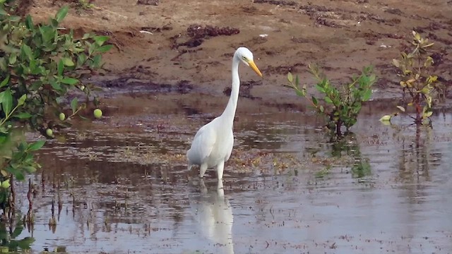 Yellow-billed Egret - ML631818707