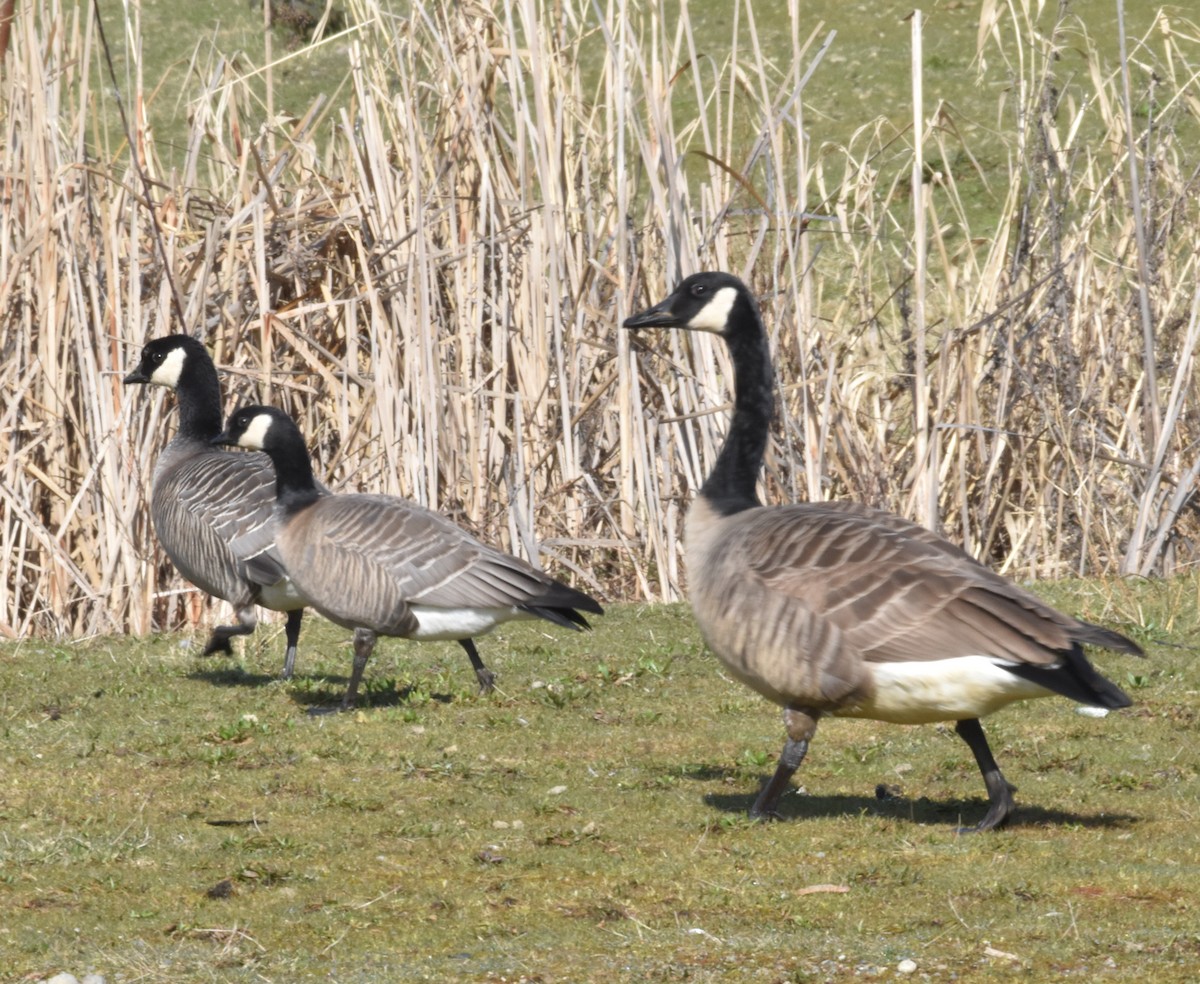 Cackling Goose (minima) - ML631818729
