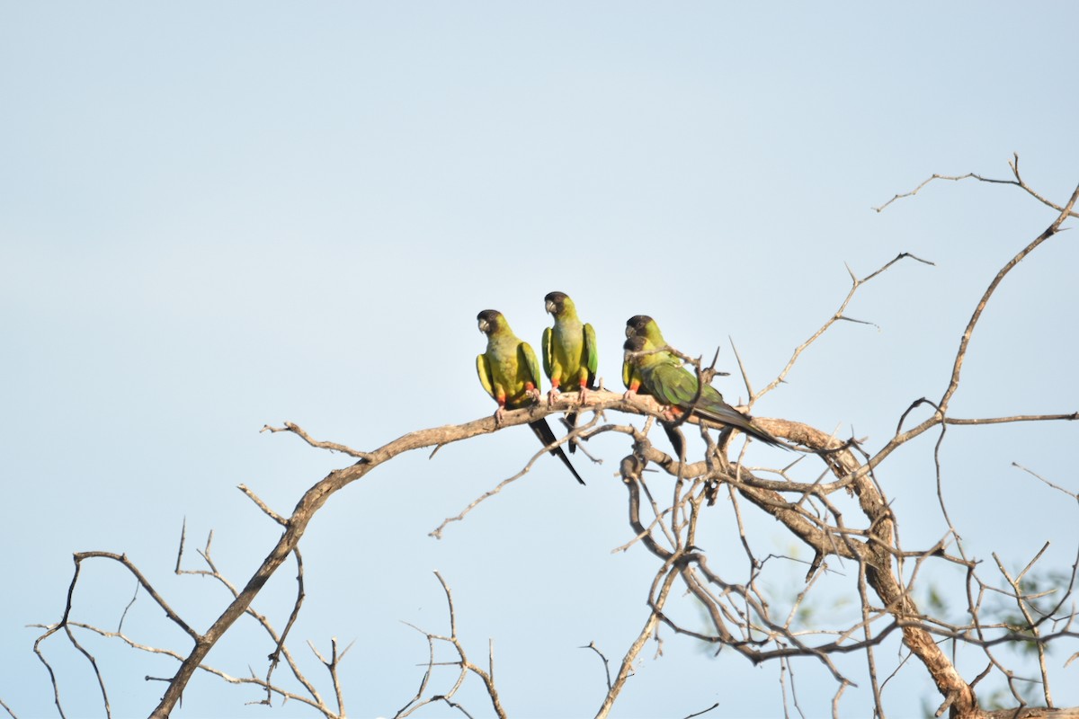 Nanday Parakeet - ML631818772