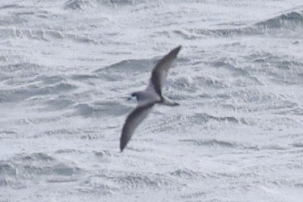 Stejneger's Petrel - ML631818904