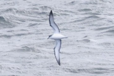 Stejneger's Petrel - ML631818905