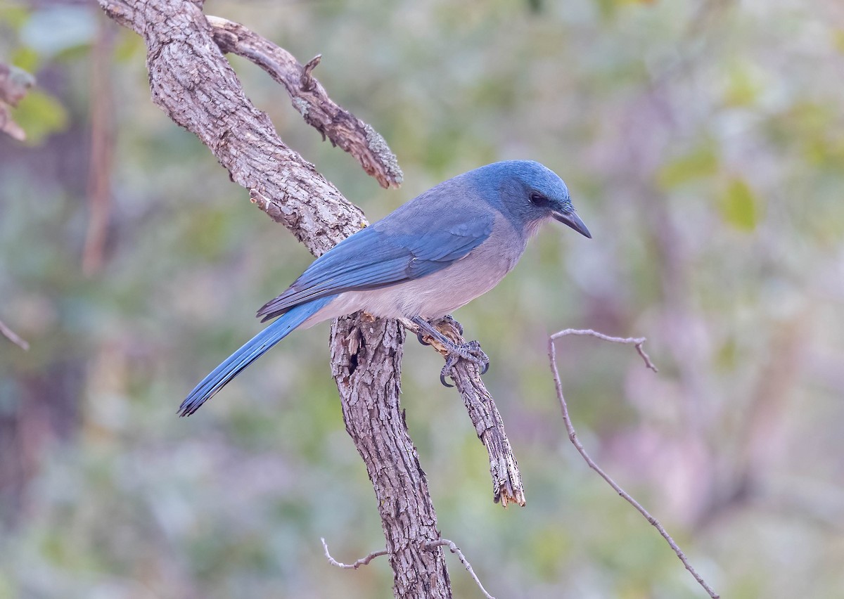 Mexican Jay - ML631818967