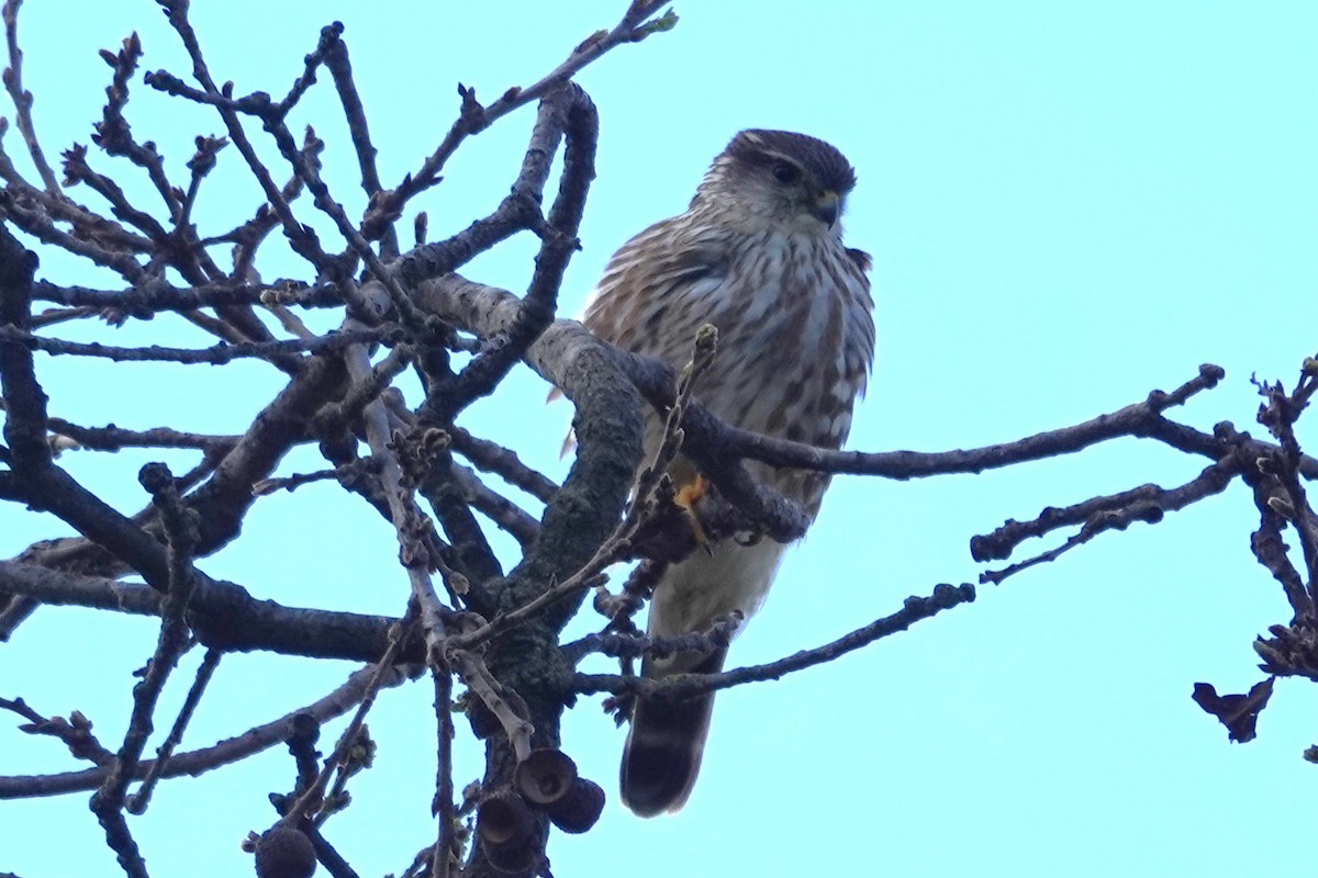Merlin - ML631818993