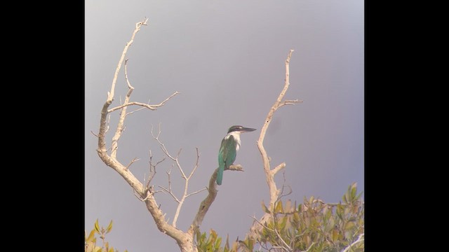 Collared Kingfisher - ML631819002