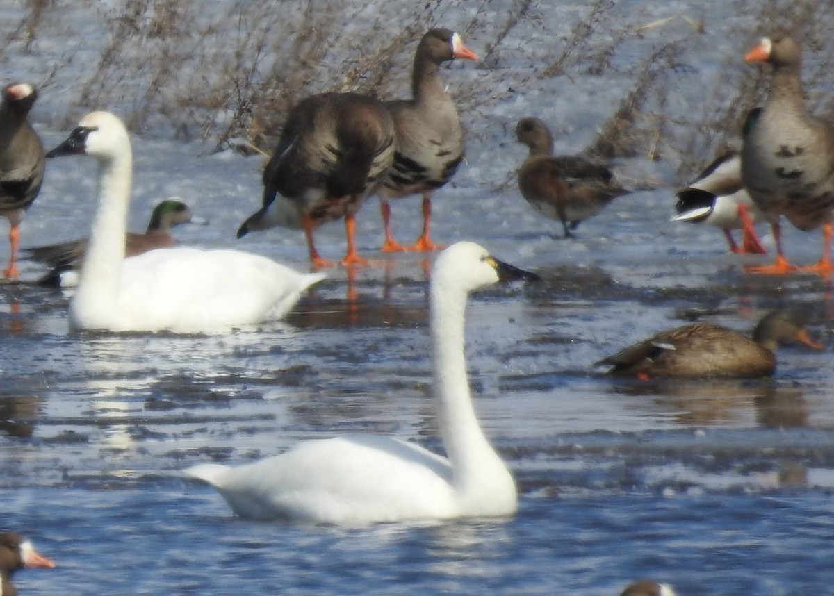 Tundra Swan - ML631819043