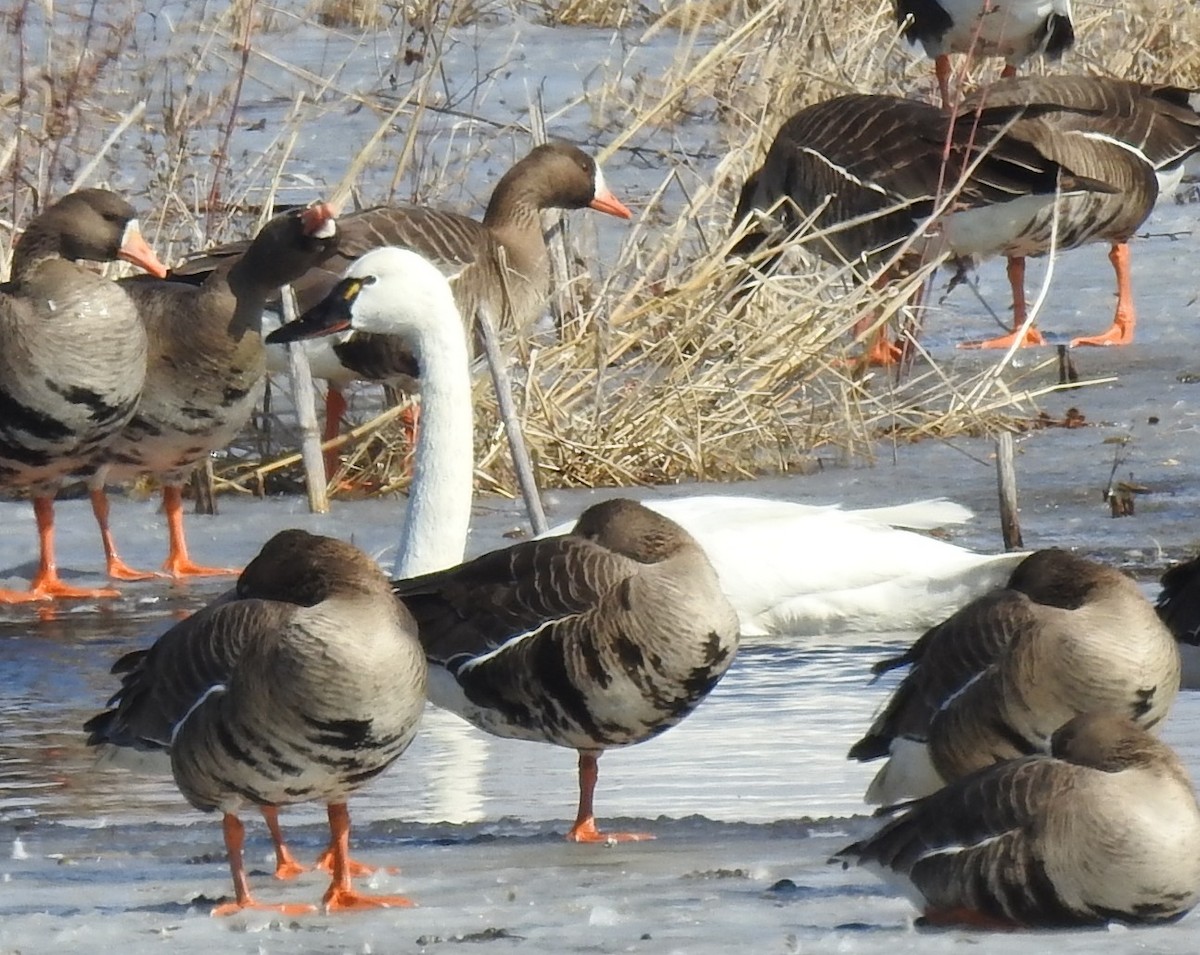 Tundra Swan - ML631819057