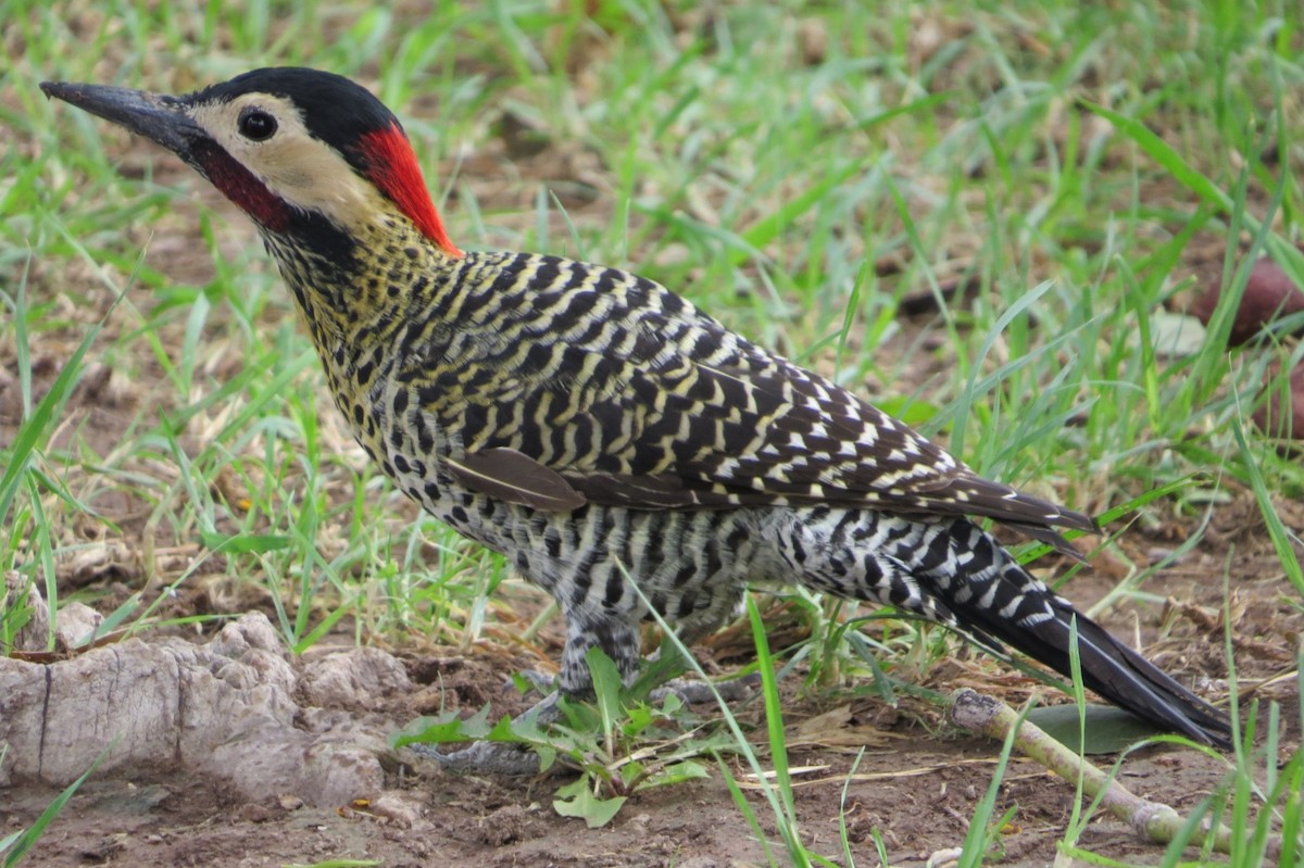 Green-barred Woodpecker - ML631819088