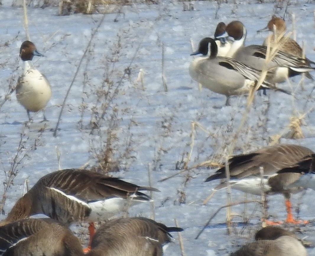 Northern Pintail - ML631819094