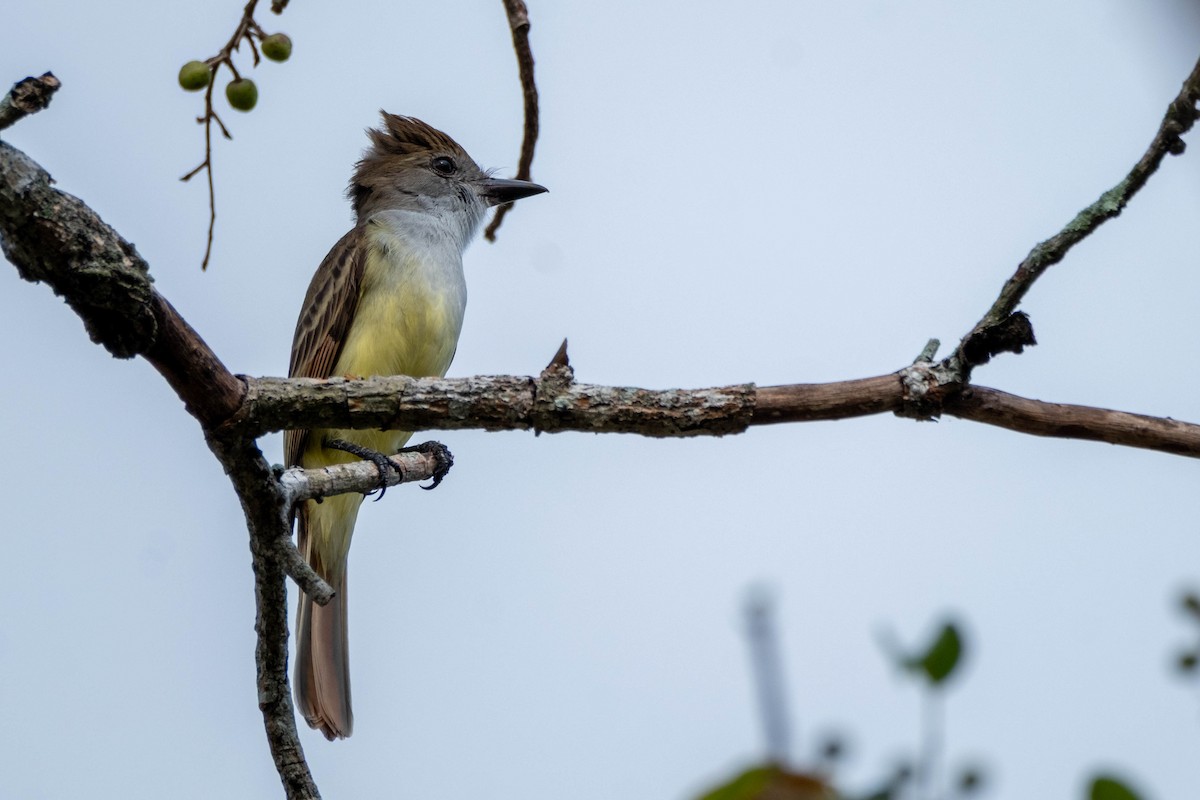 Brown-crested Flycatcher - ML631819172