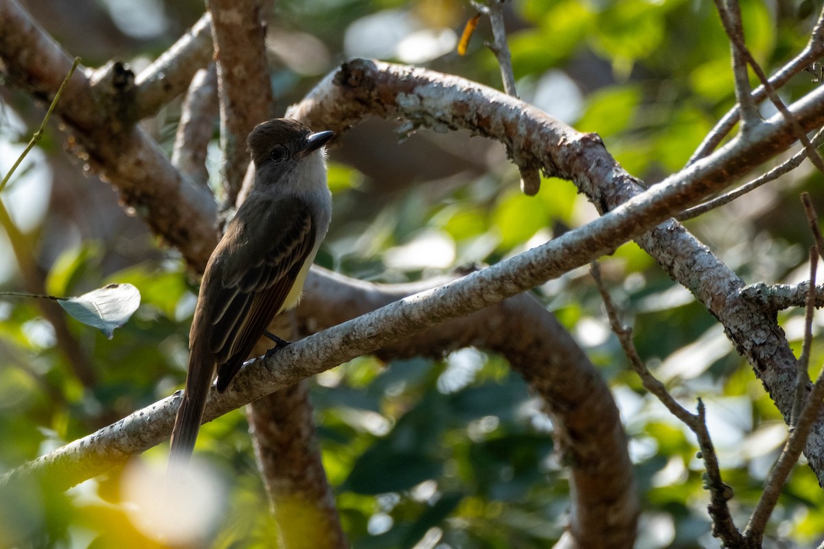 Brown-crested Flycatcher - ML631819178