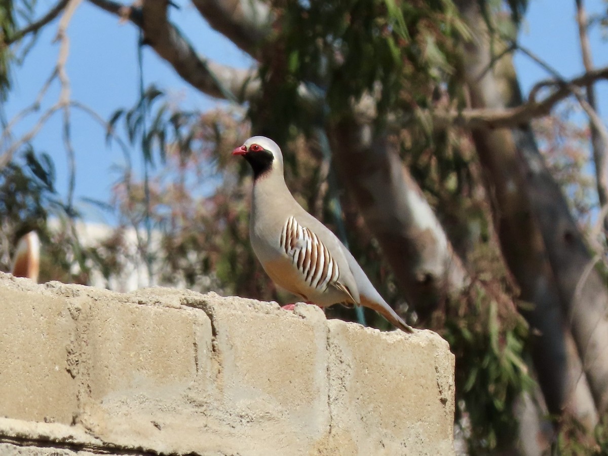 Philby's Partridge - ML631819231