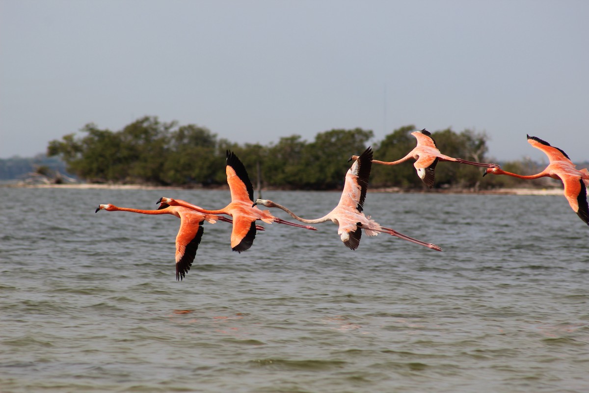 American Flamingo - ML631819326