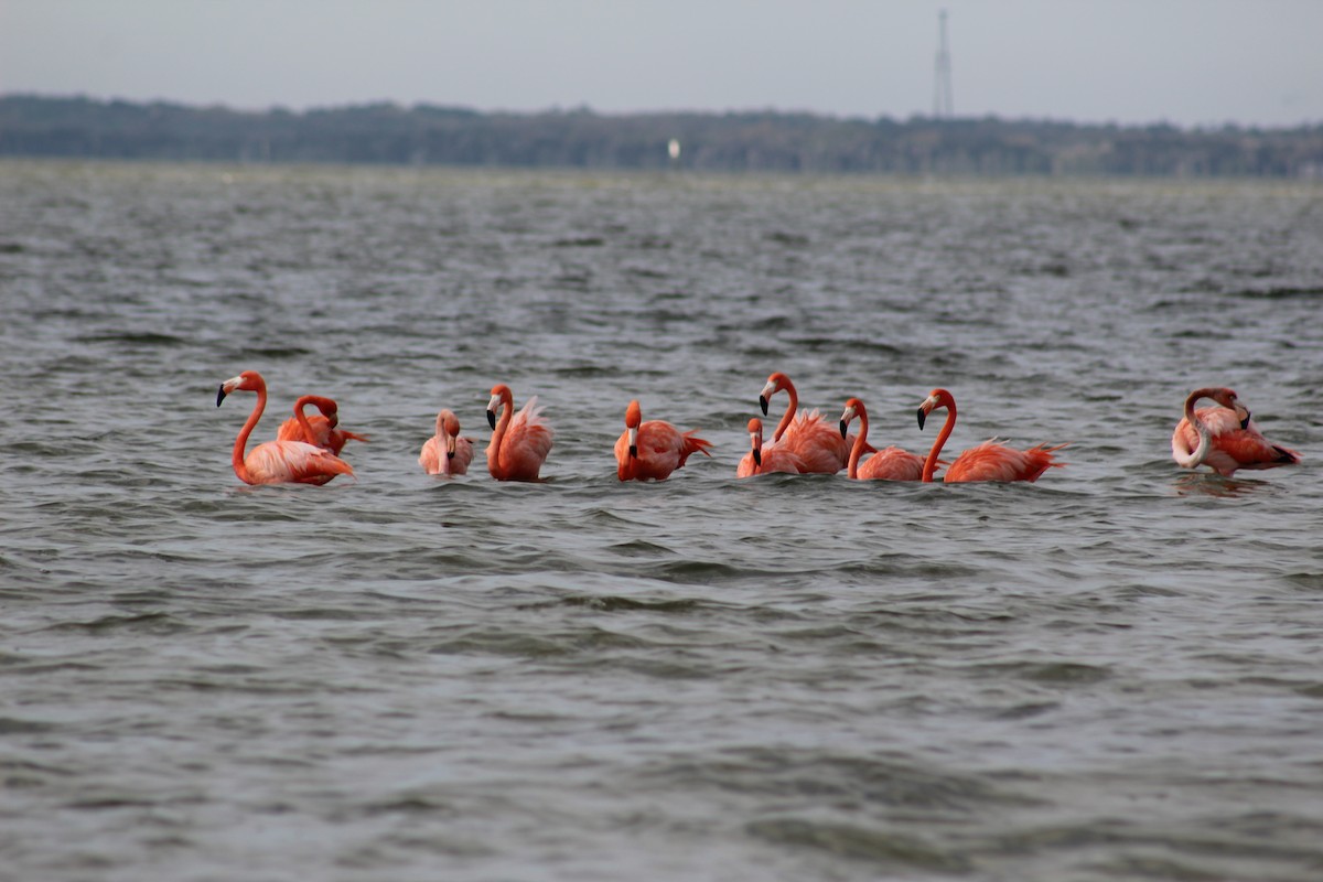 American Flamingo - ML631819327