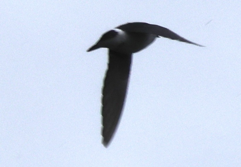 Violet-green Swallow - ML631819384