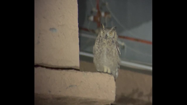 Arabian Eagle-Owl - ML631819387