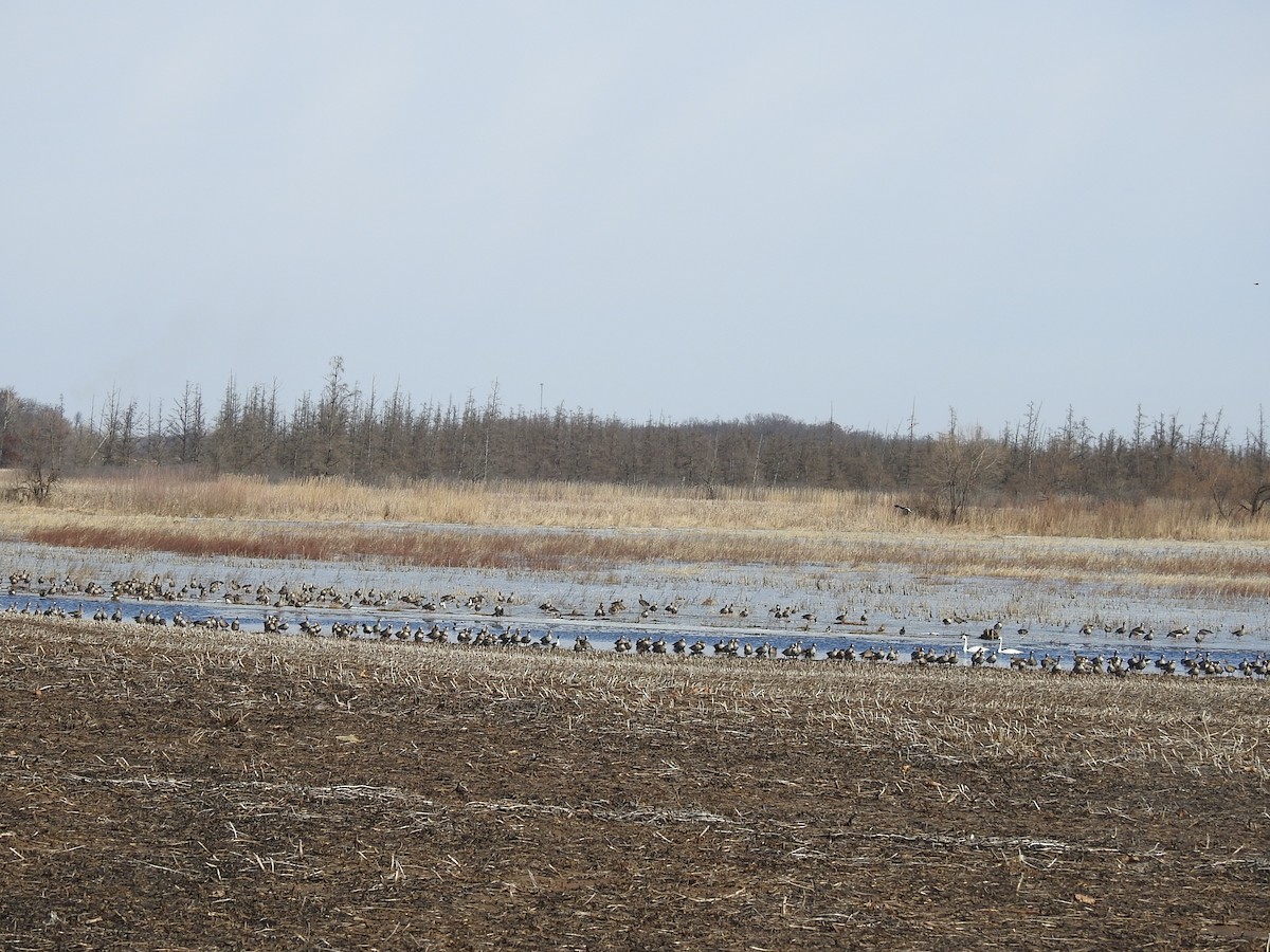 Greater White-fronted Goose - ML631819445