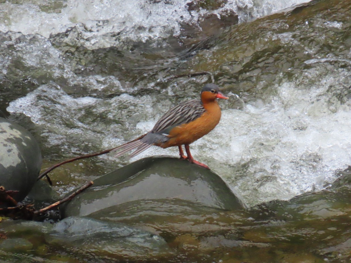 Torrent Duck - ML631819450