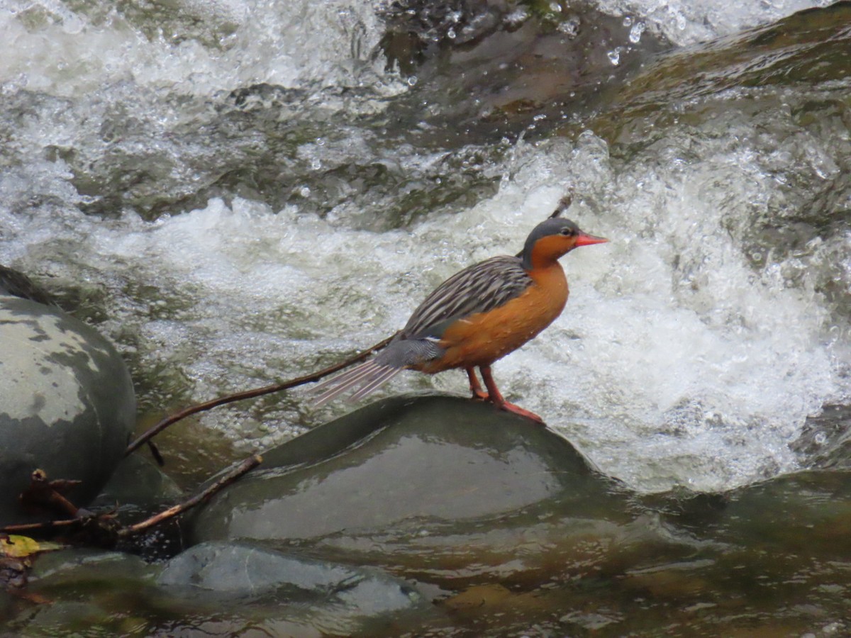 Torrent Duck - ML631819457