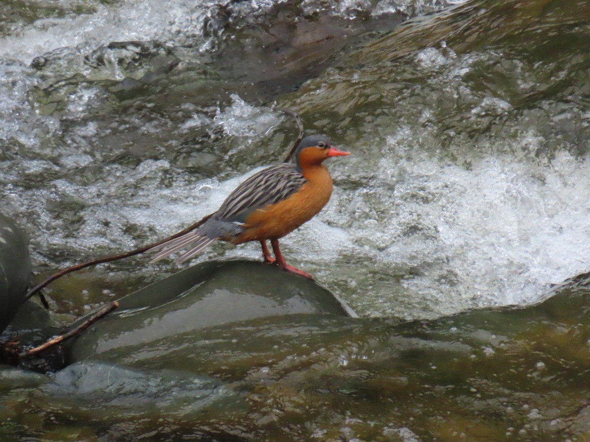 Torrent Duck - ML631819459