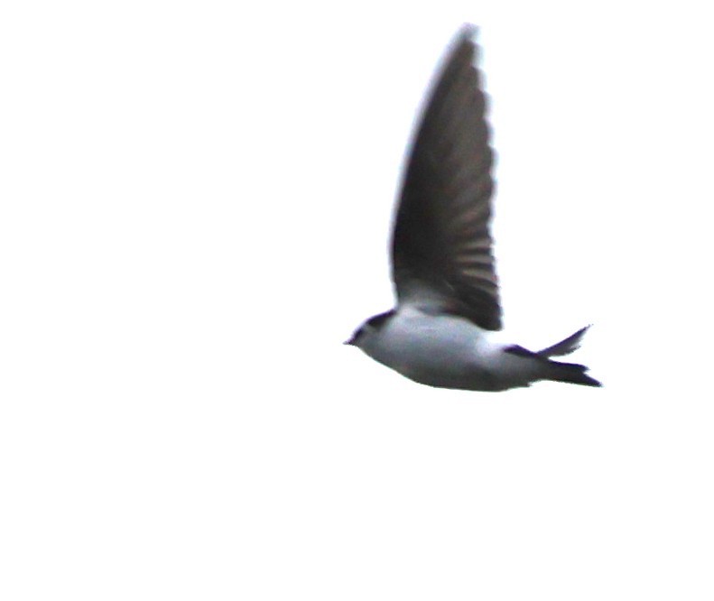Violet-green Swallow - ML631819462