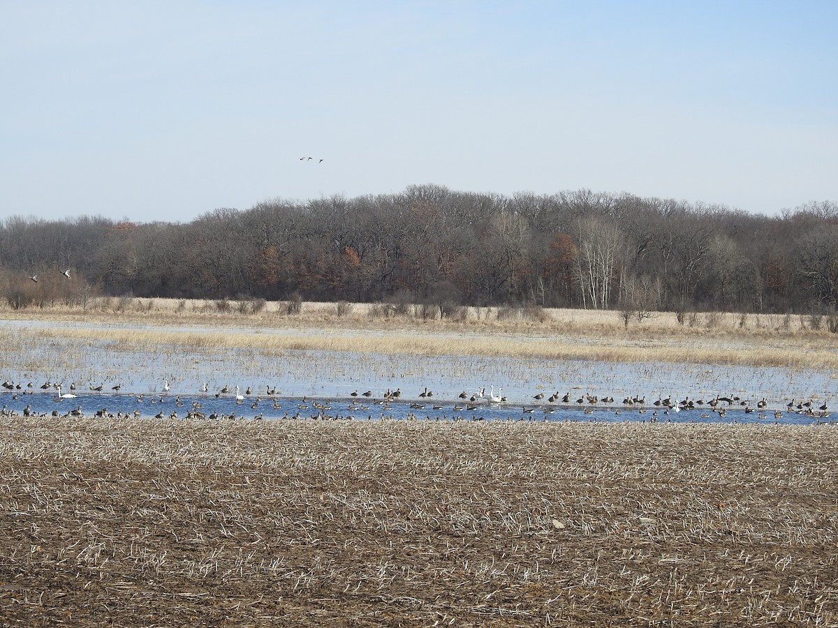 Greater White-fronted Goose - ML631819478