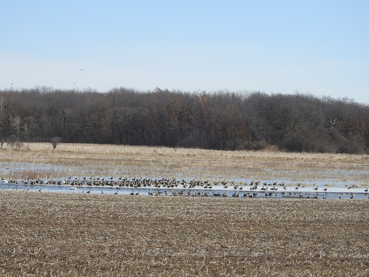 Greater White-fronted Goose - ML631819487