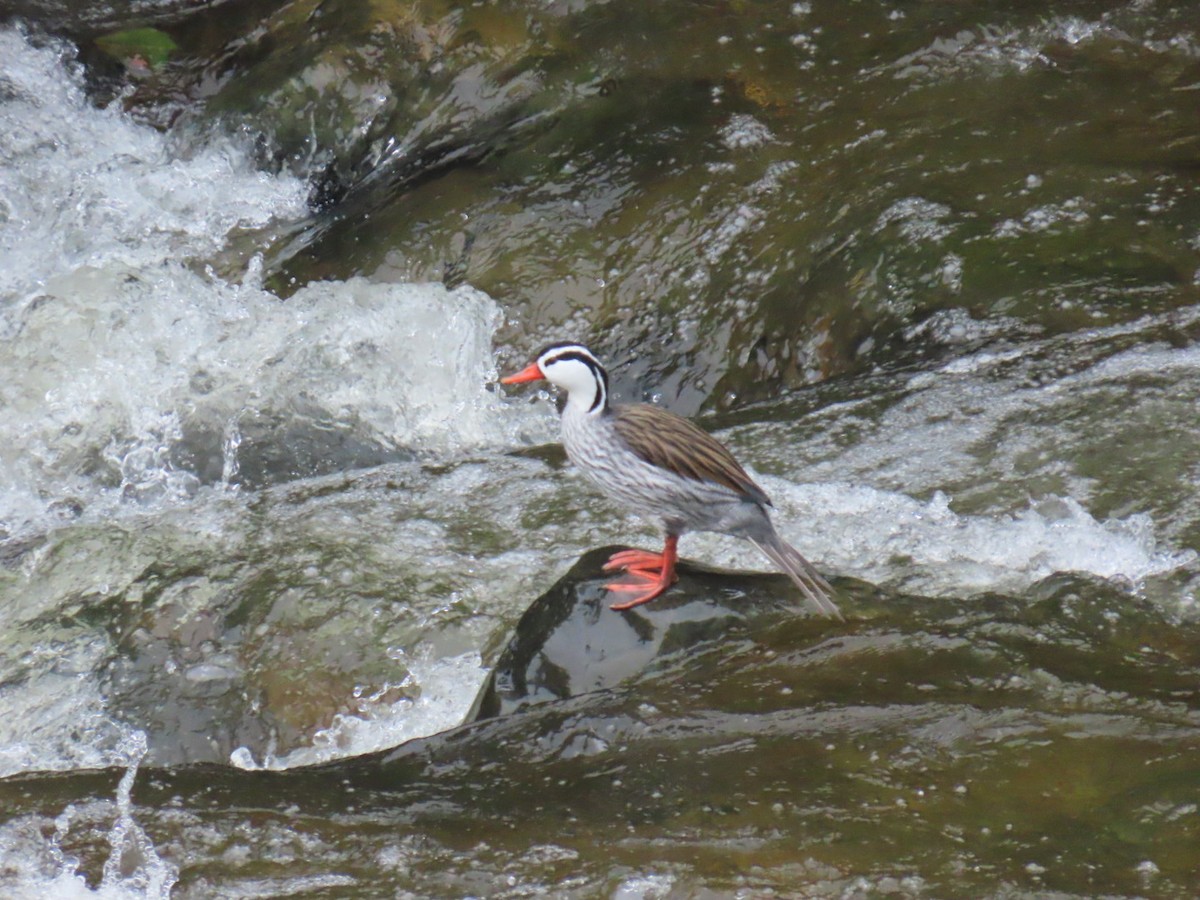 Torrent Duck - ML631819490