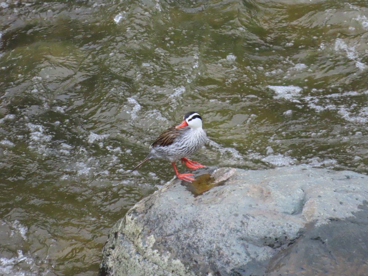 Torrent Duck - ML631819496