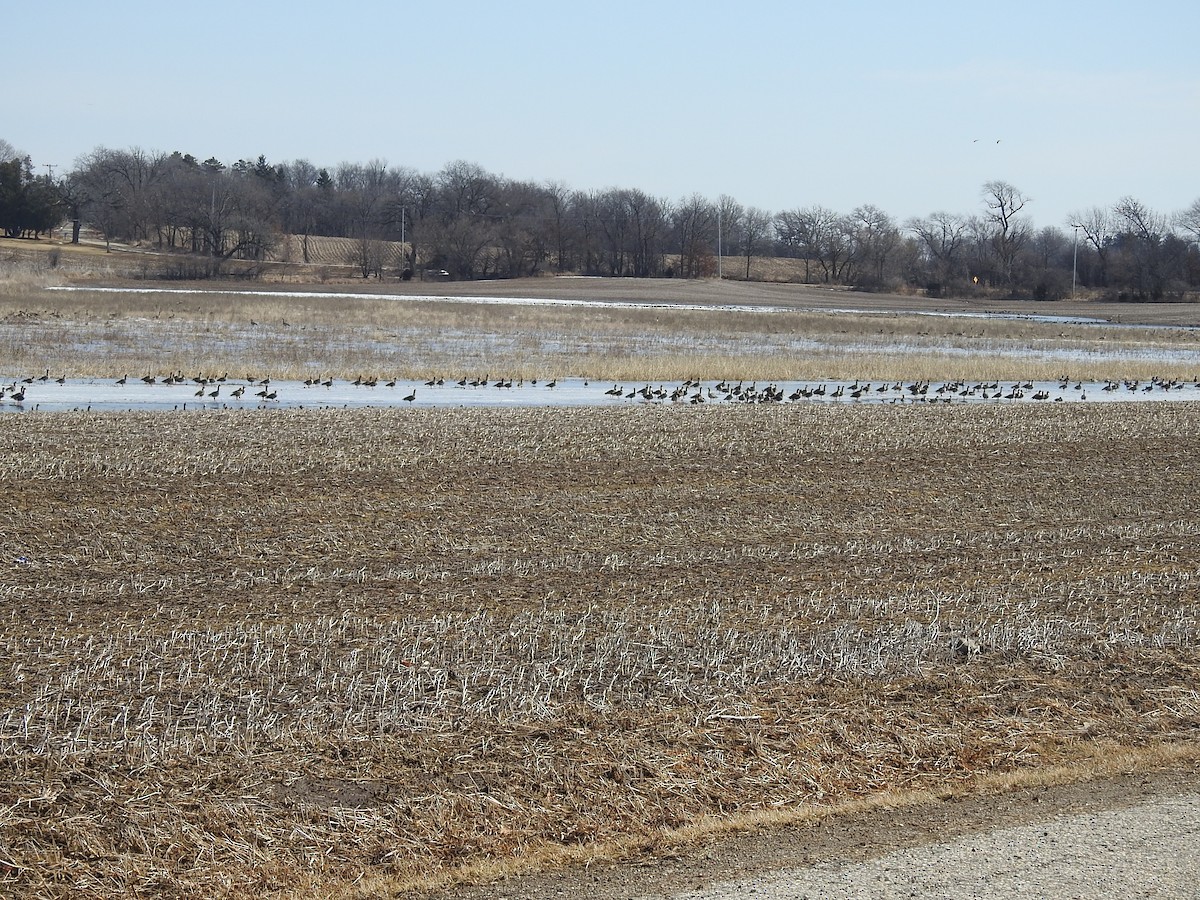 Greater White-fronted Goose - ML631819501