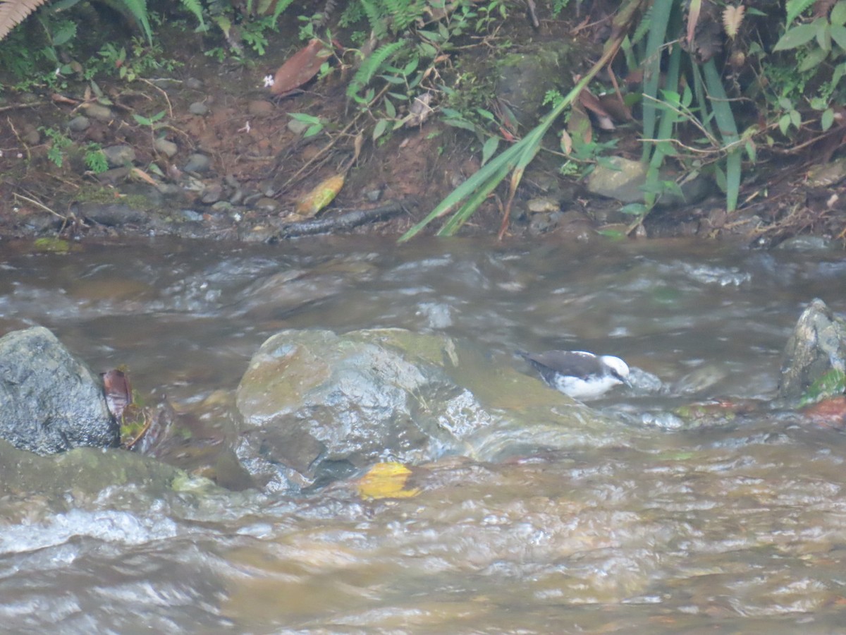 White-capped Dipper - ML631819522