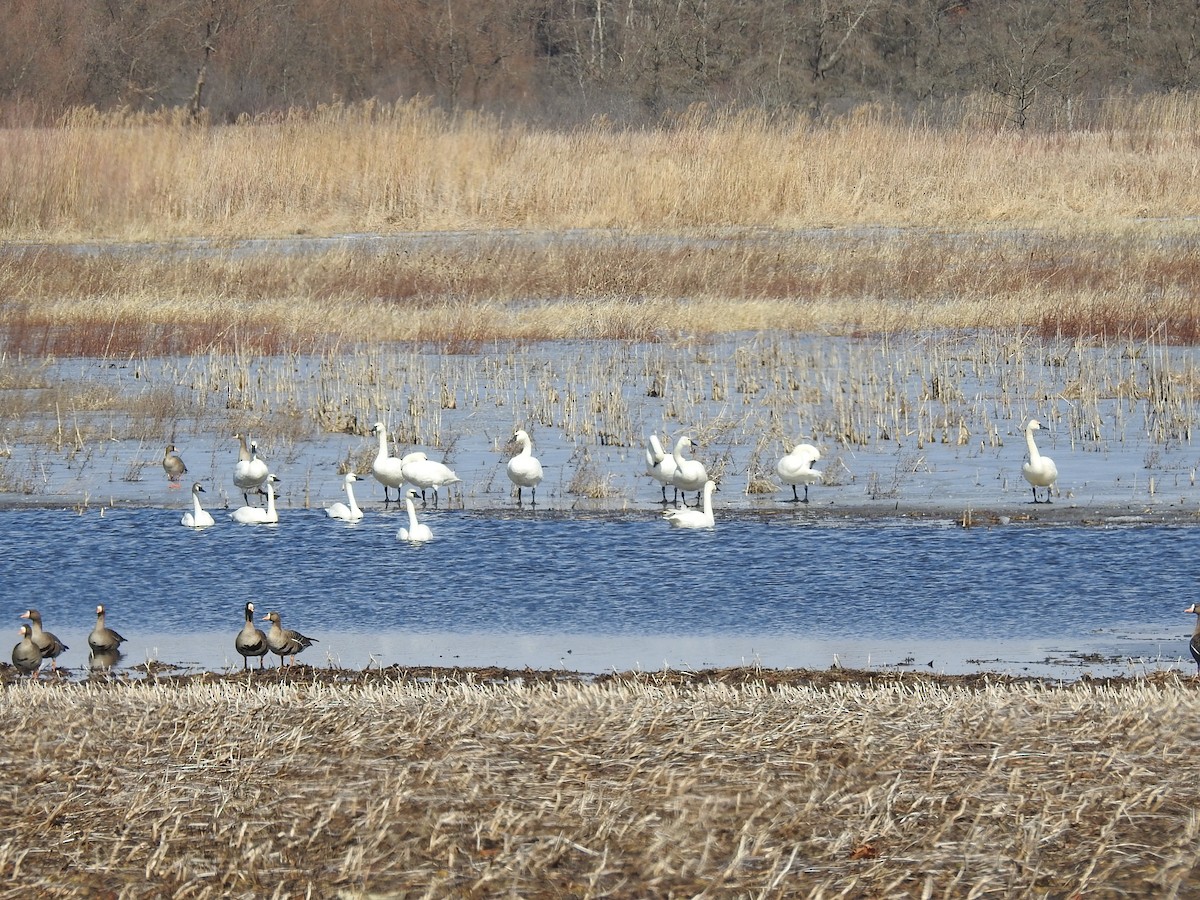 Trumpeter Swan - ML631819543