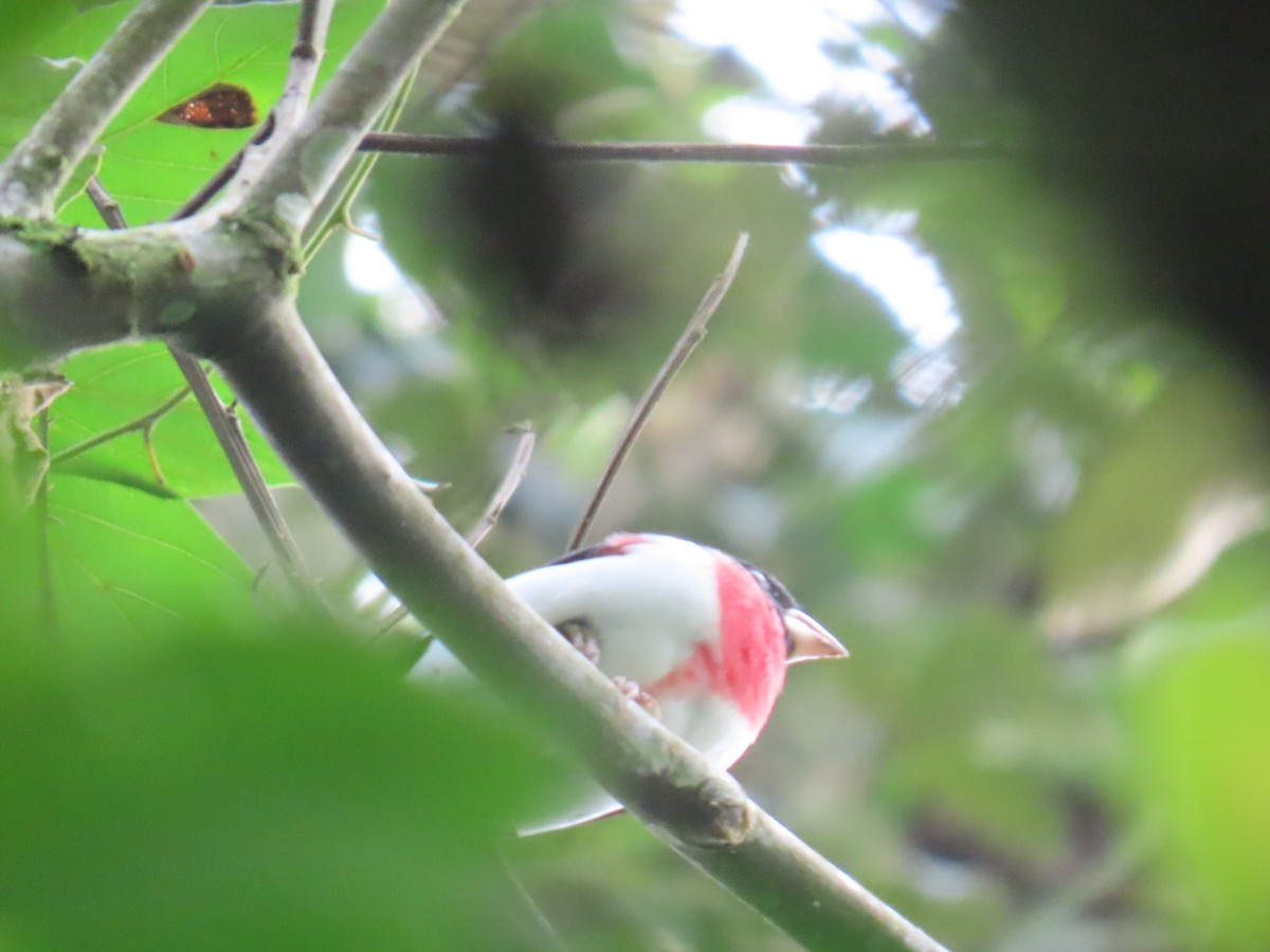 Rose-breasted Grosbeak - ML631819620