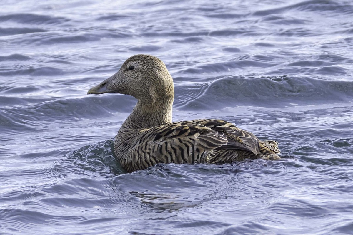 Common Eider (Northern) - ML631819621