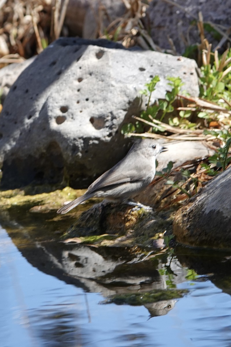 Juniper Titmouse - ML631819633