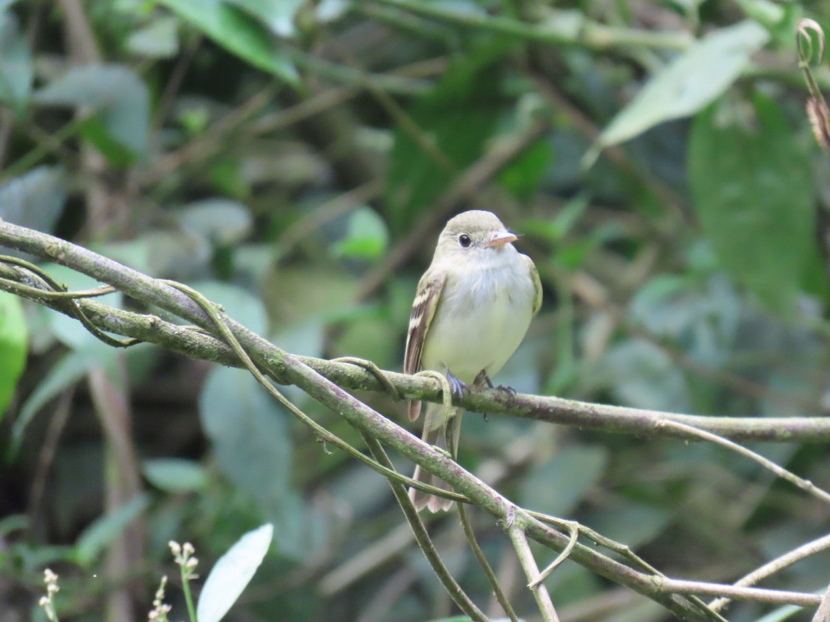 Acadian Flycatcher - ML631819639