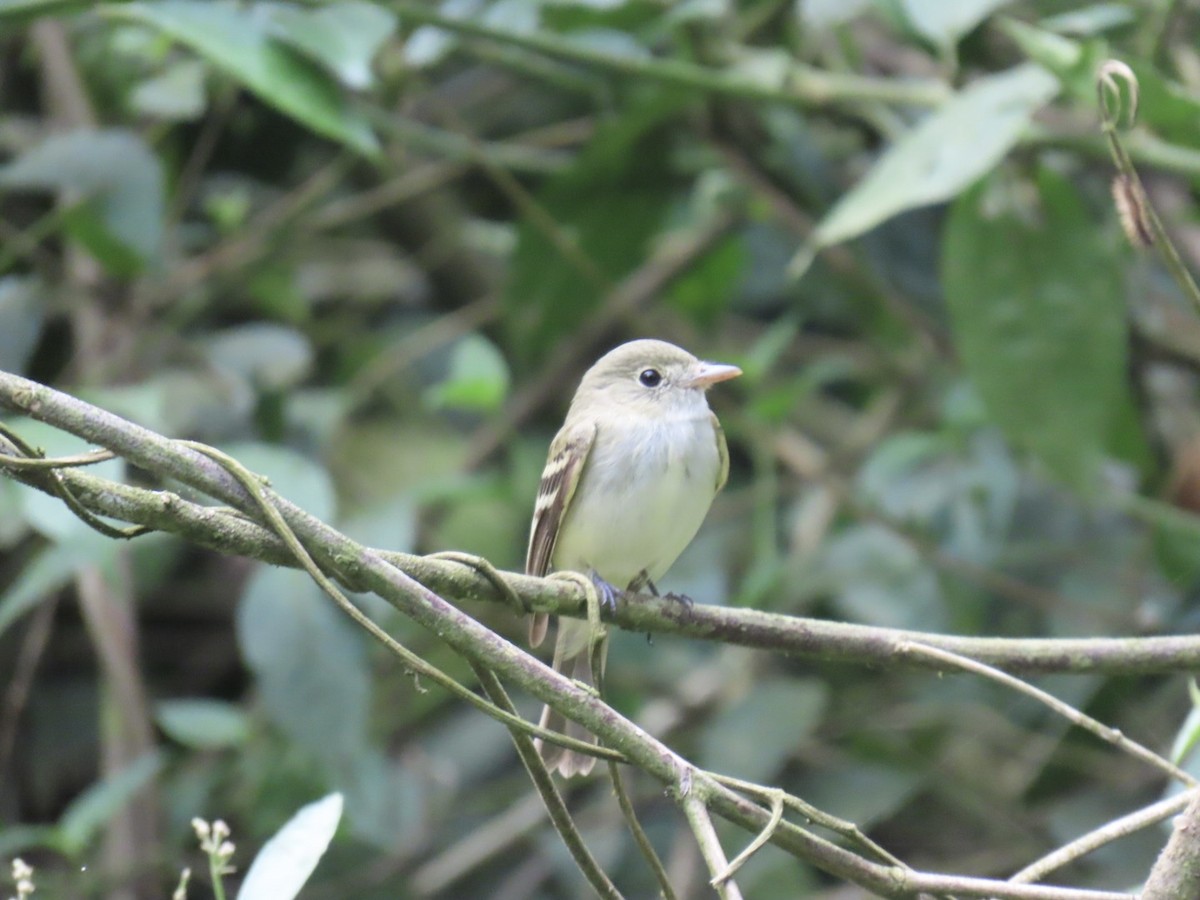 Acadian Flycatcher - ML631819640