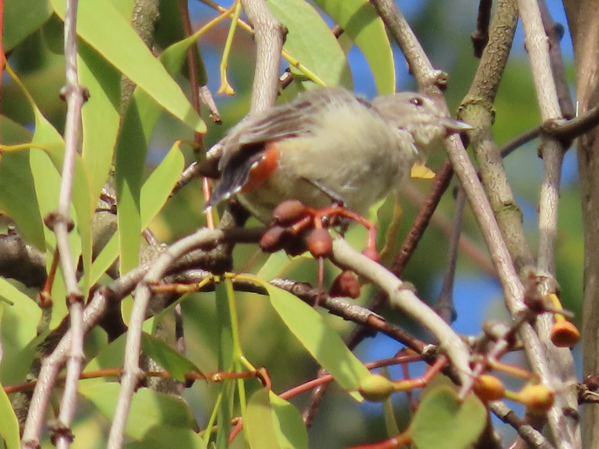 Mistletoebird - ML631819643