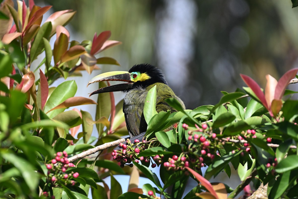 Yellow-eared Toucanet - ML631819670