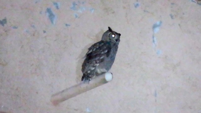 Arabian Eagle-Owl - ML631819755