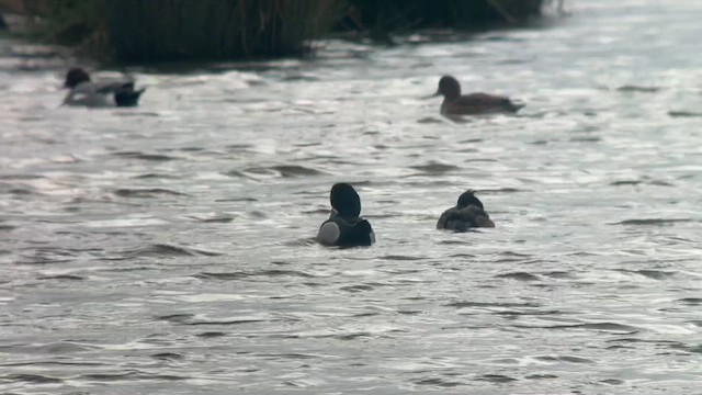 Ring-necked Duck - ML631819763