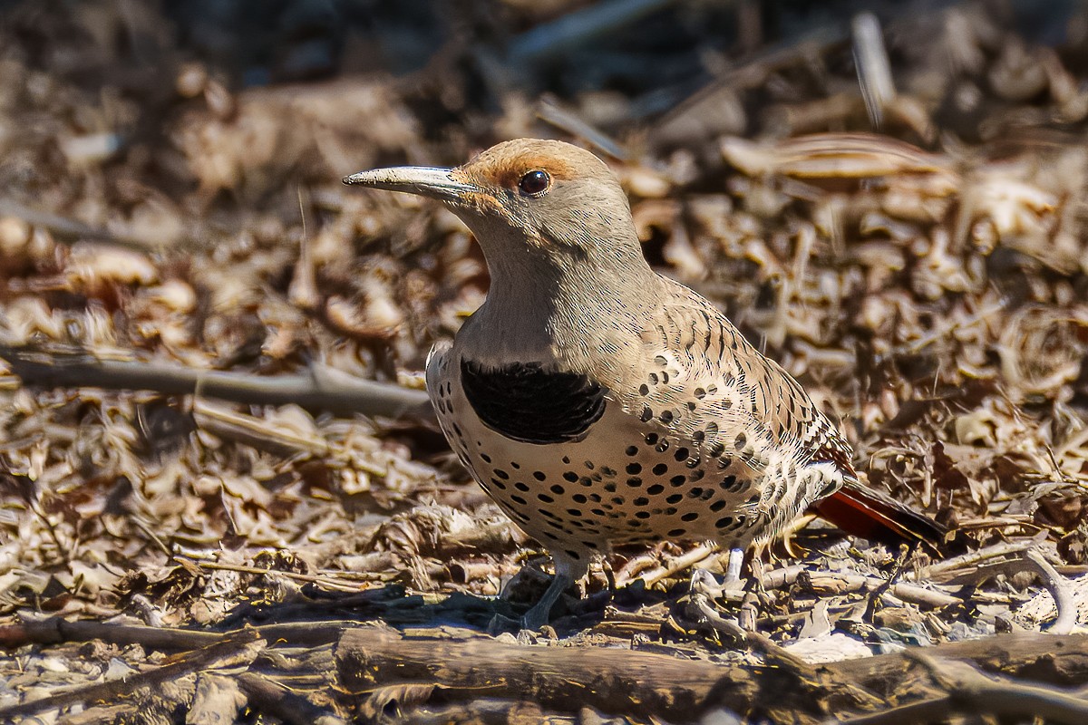 Northern Flicker (Red-shafted) - ML631820131