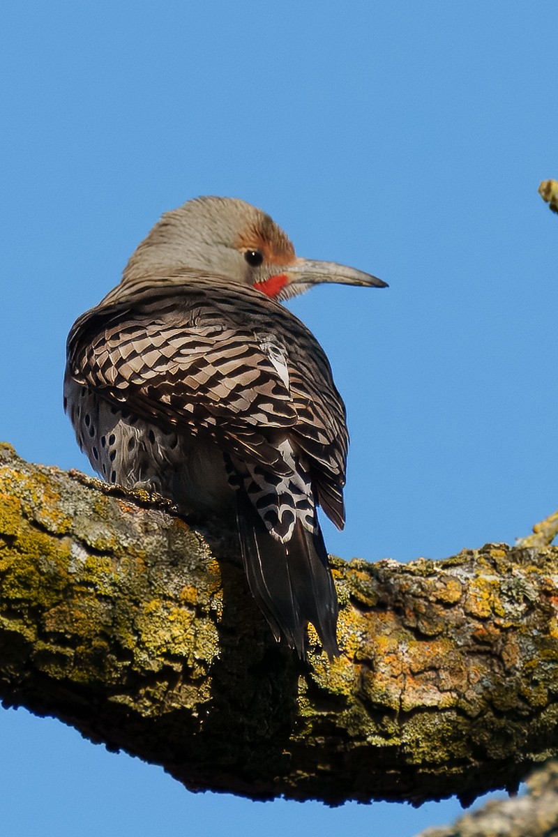 Northern Flicker (Red-shafted) - ML631820132