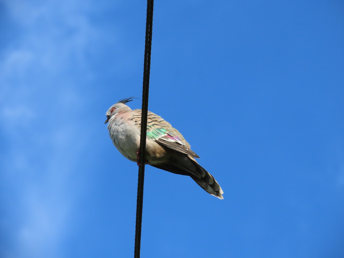 Crested Pigeon - ML631820198