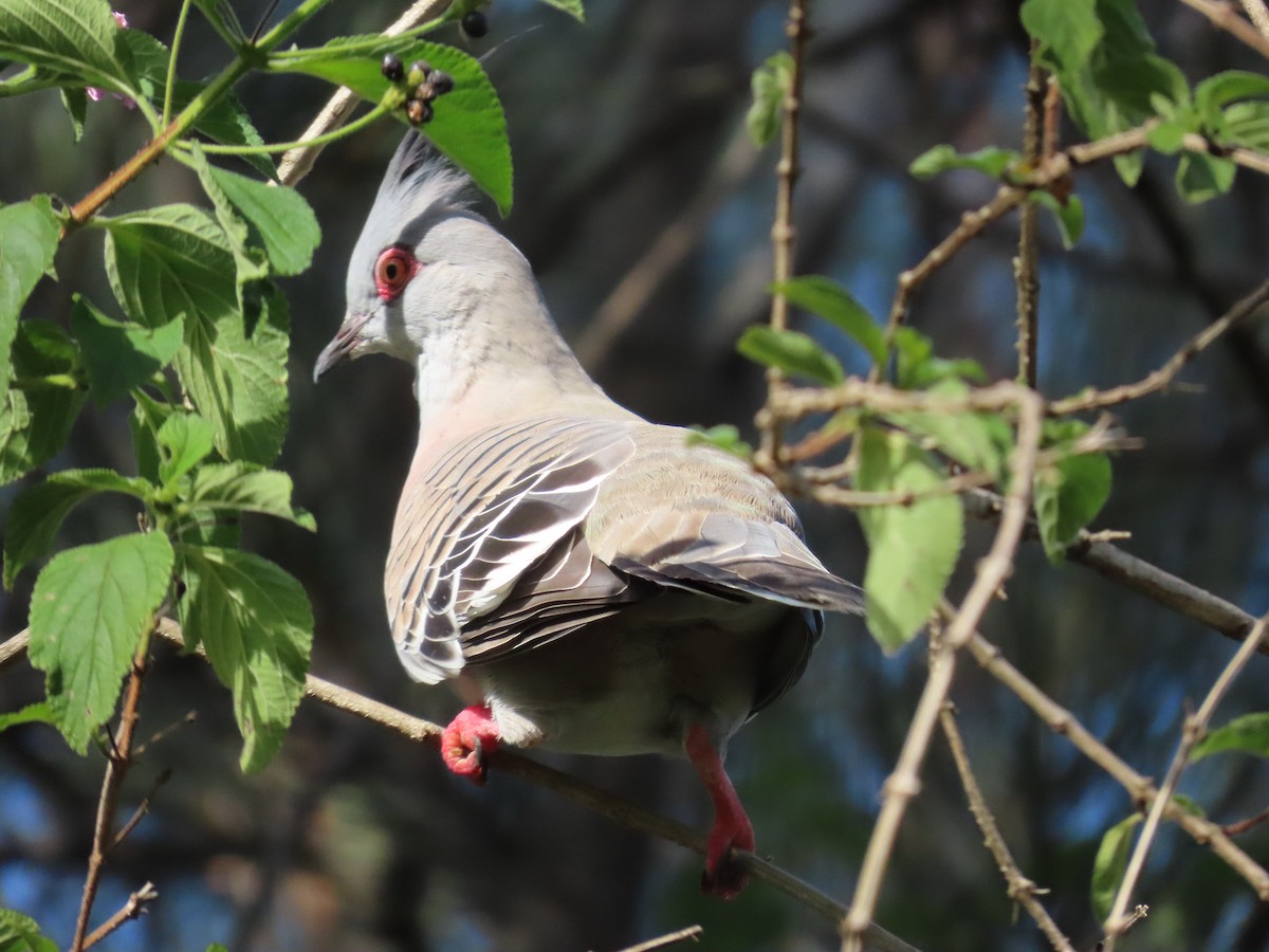 Crested Pigeon - ML631820221