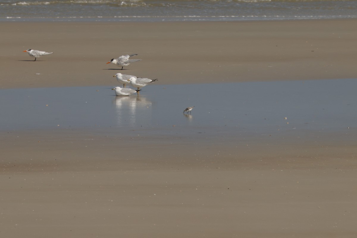 Ring-billed Gull - ML631820287
