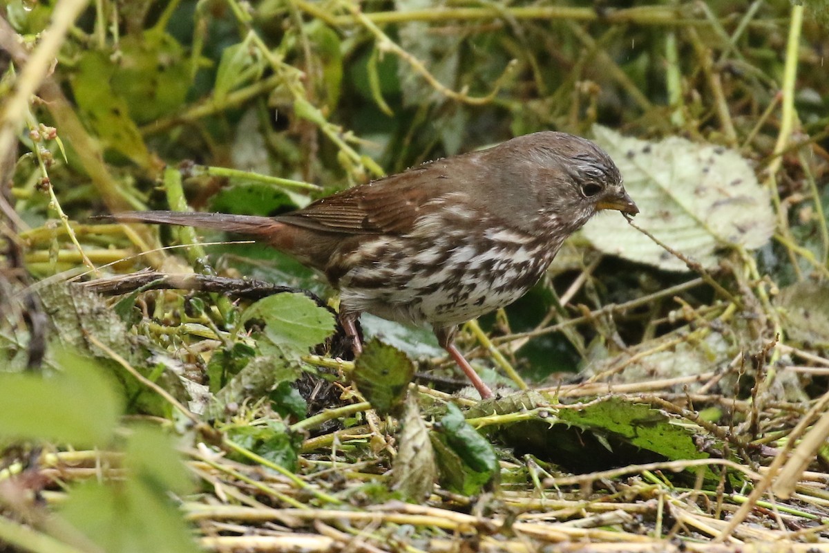 Fox Sparrow (Sooty x Red) - ML631820322