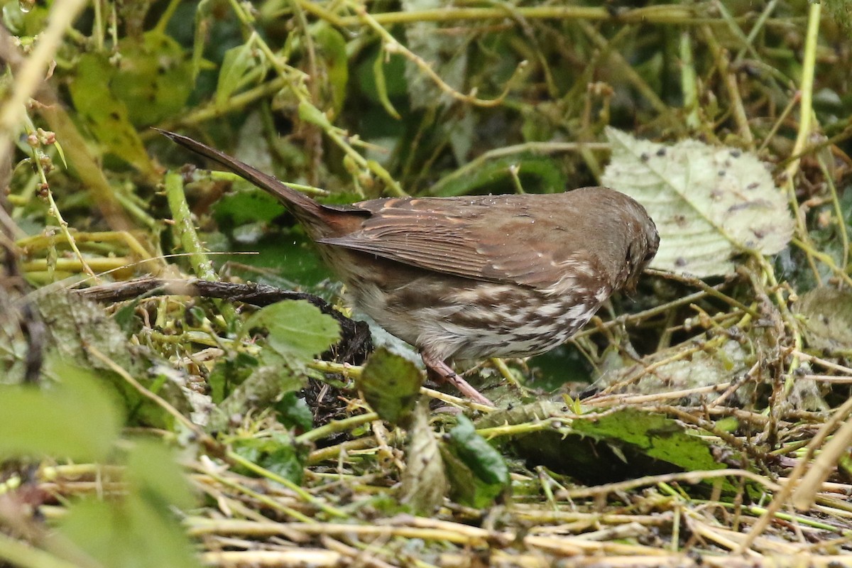 Fox Sparrow (Sooty x Red) - ML631820323