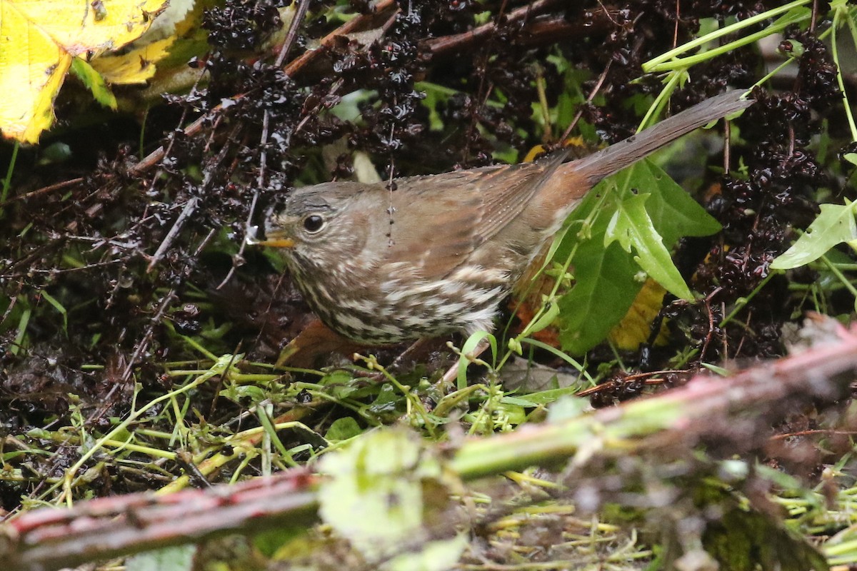 Fox Sparrow (Sooty x Red) - ML631820327