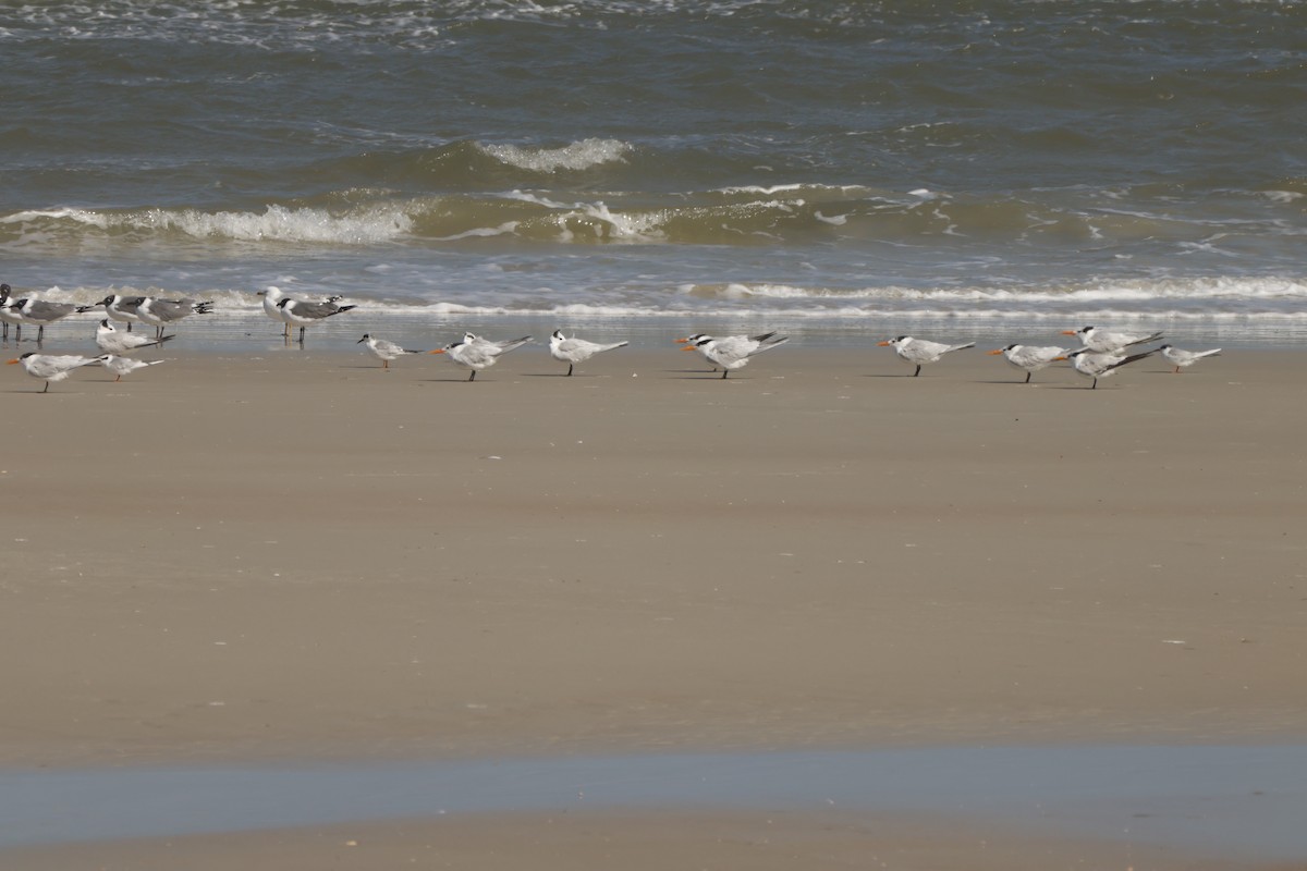 Forster's Tern - ML631820367