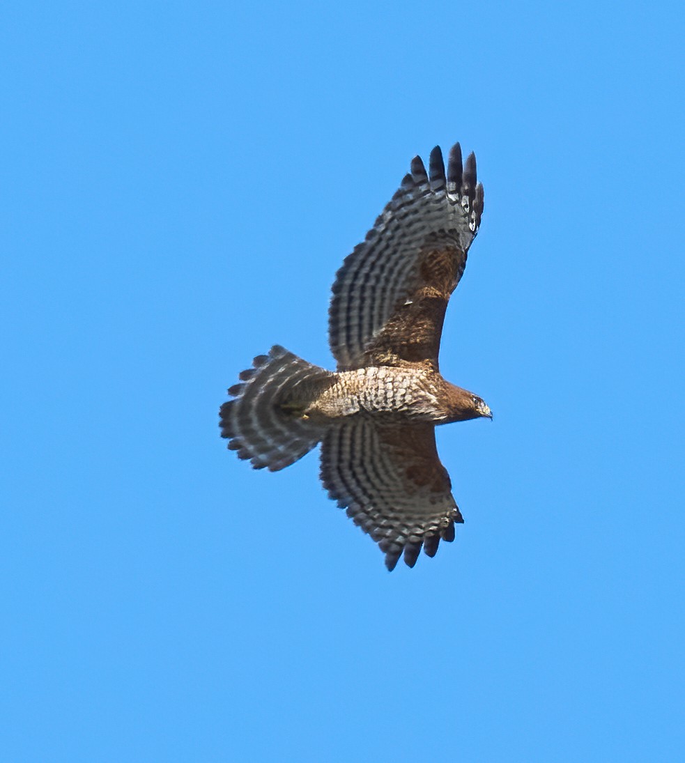 Red-shouldered Hawk - ML631820397